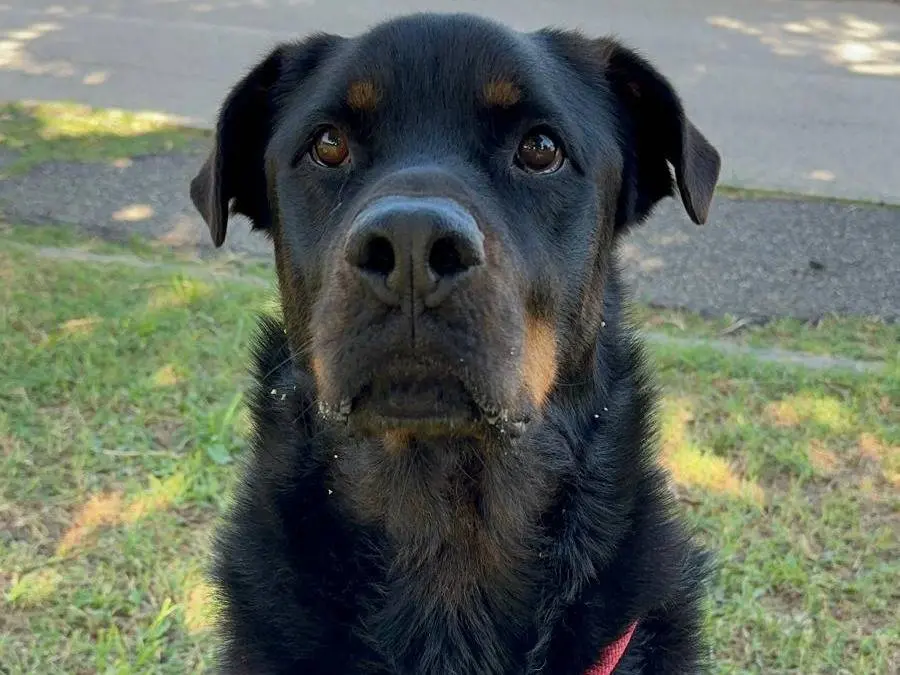 Adozione cane, maschio, Rottweiler Razza sconosciuta, 10 anni e 1 mese, taglia gigante, Roma