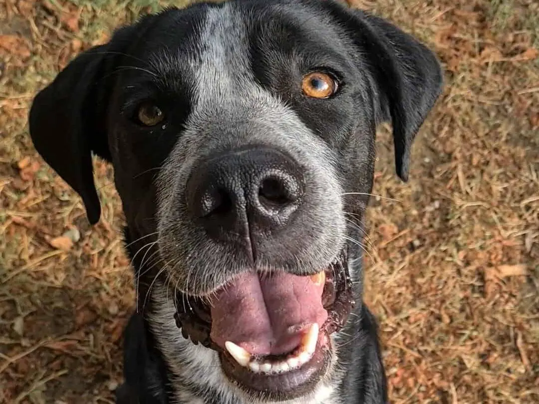 Adotta un cane, femmina, 1 anno e 11 mesi, Firenze