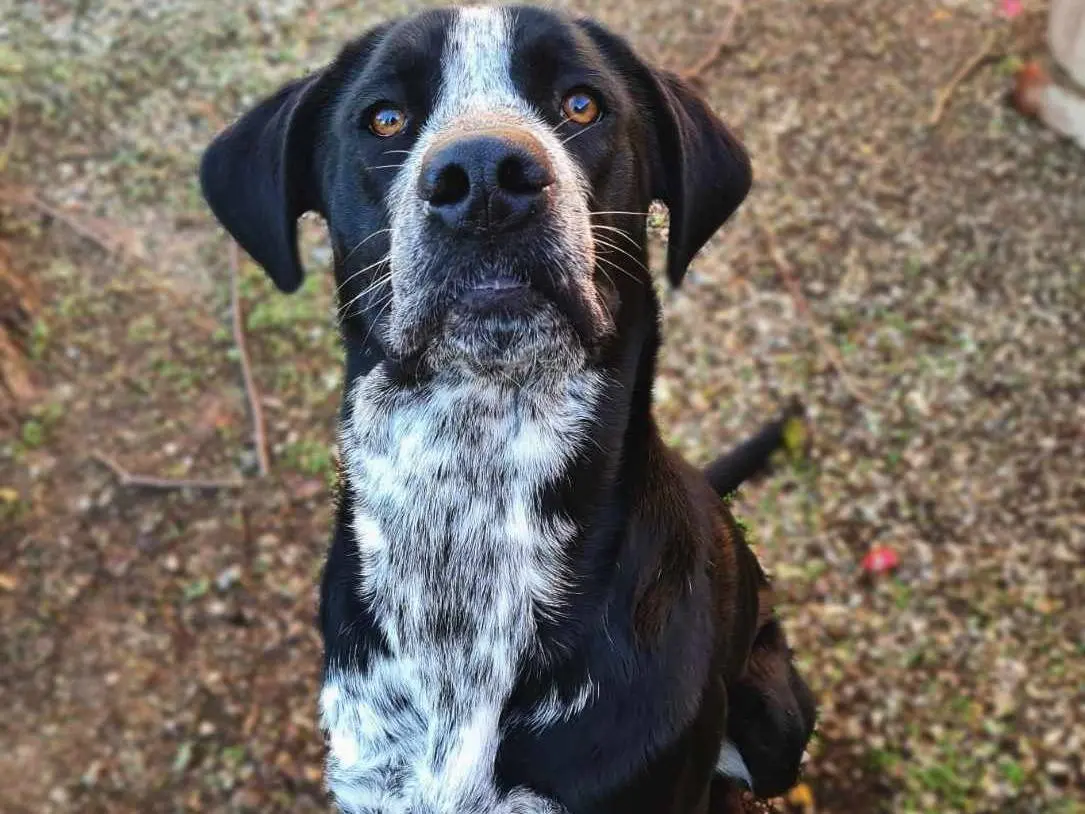 Adotta un cane, taglia grande, femmina, Firenze