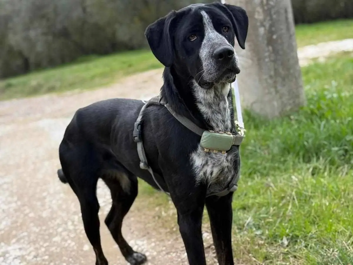 Adotta il cane KATY a Firenze