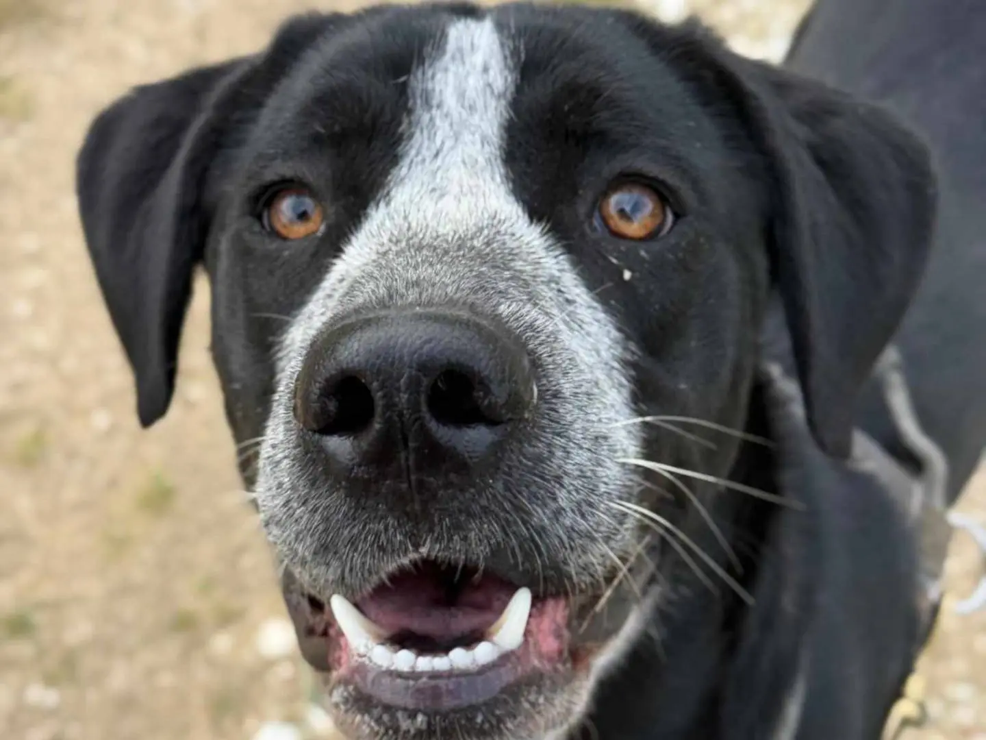 Adozione cane, femmina, Razza sconosciuta Razza sconosciuta, 1 anno e 11 mesi, taglia grande, Firenze