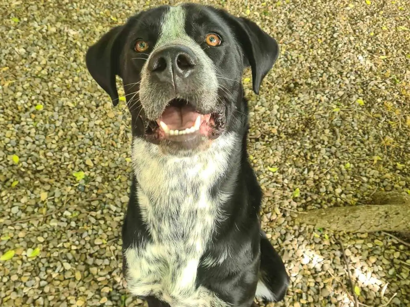 Vuoi adottare un cane a Firenze?