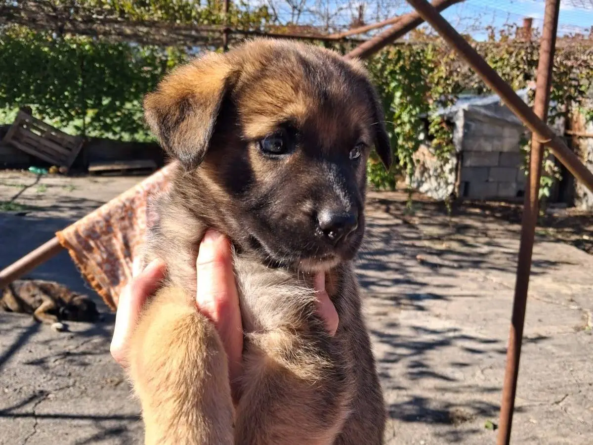 Vuoi adottare un cane a Siracusa?