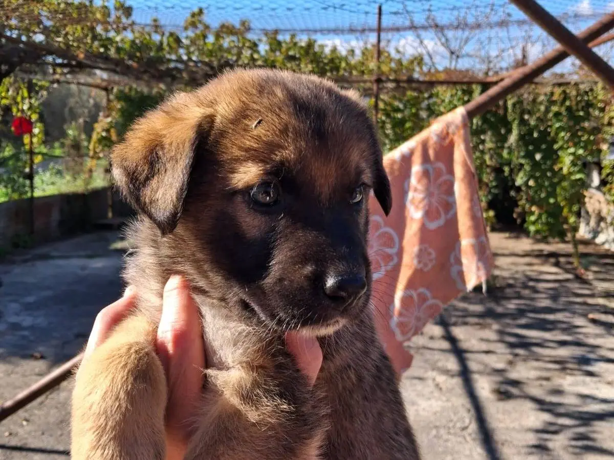 Adotta un cane, femmina, 1 anno, Siracusa