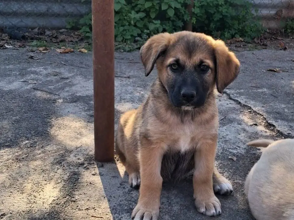 Adozione cane, femmina, Razza sconosciuta Razza sconosciuta, 1 anno, taglia grande, Siracusa