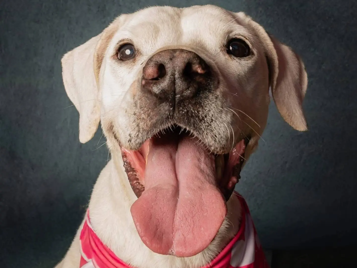 Adozione cane, femmina, Dogo Argentino Pitbull, 9 anni e 11 mesi, taglia media, Roma