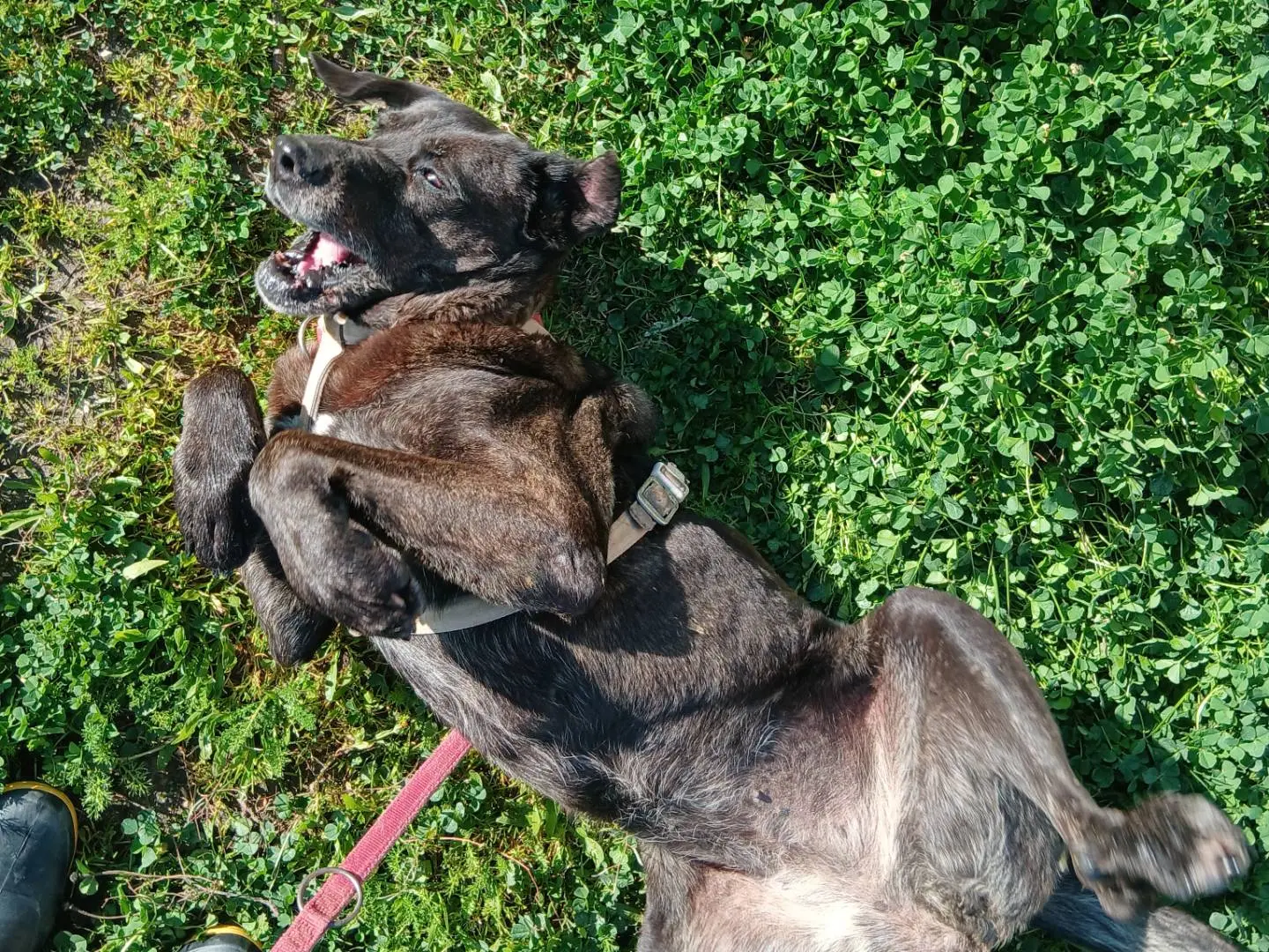 Adotta il cane Pìccola a Trapani