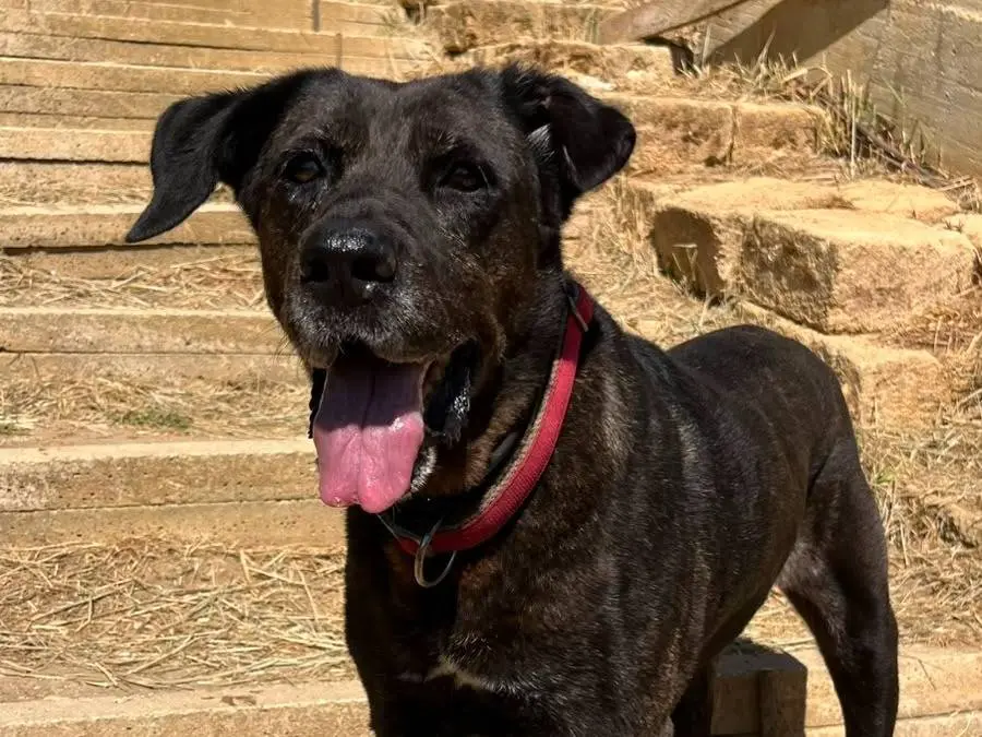 Adotta un cane, taglia grande, femmina, Trapani