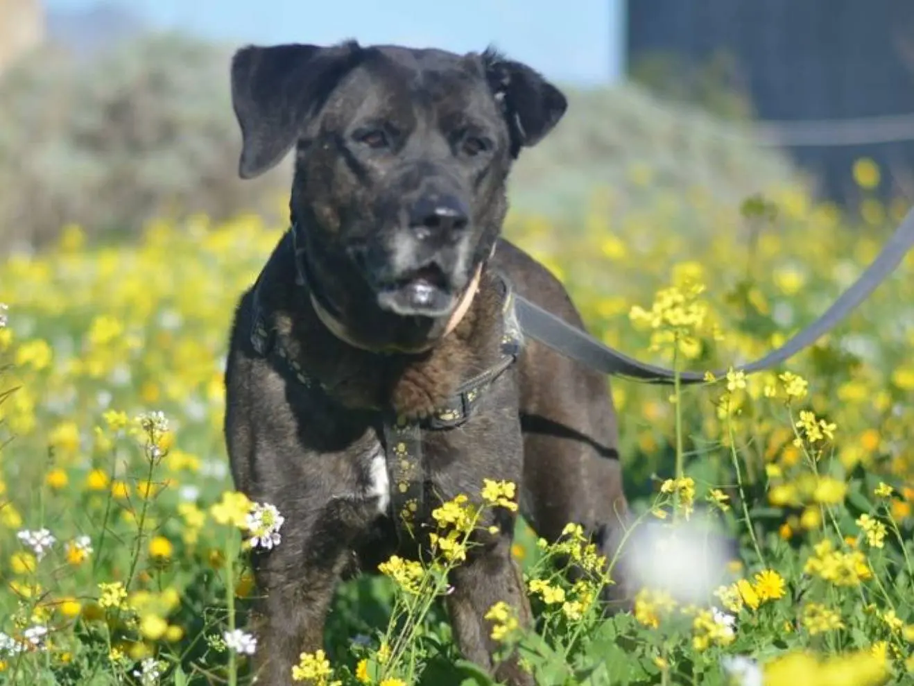 Adotta un cane, femmina, 11 anni e 9 mesi, Trapani