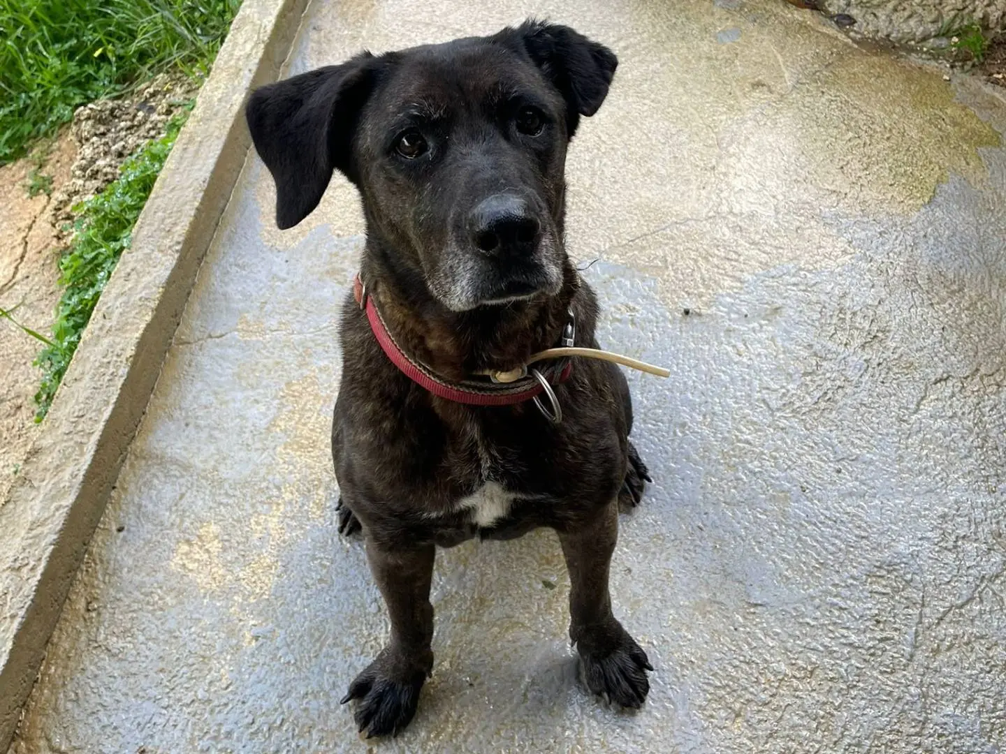 Vuoi adottare un cane a Trapani?