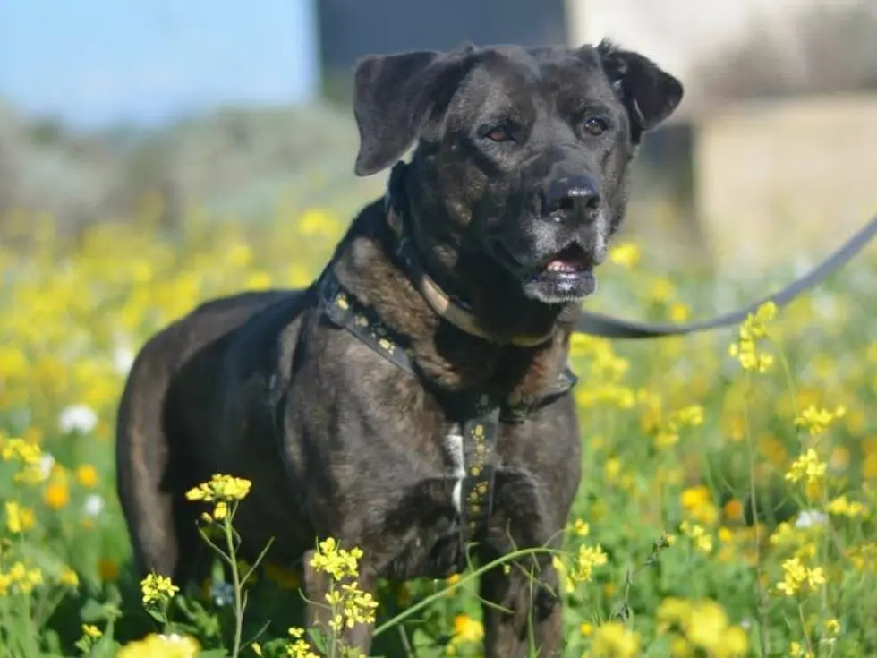 Adozione cane, femmina, Labrador Retriever Razza sconosciuta, 11 anni e 9 mesi, taglia grande, Trapani