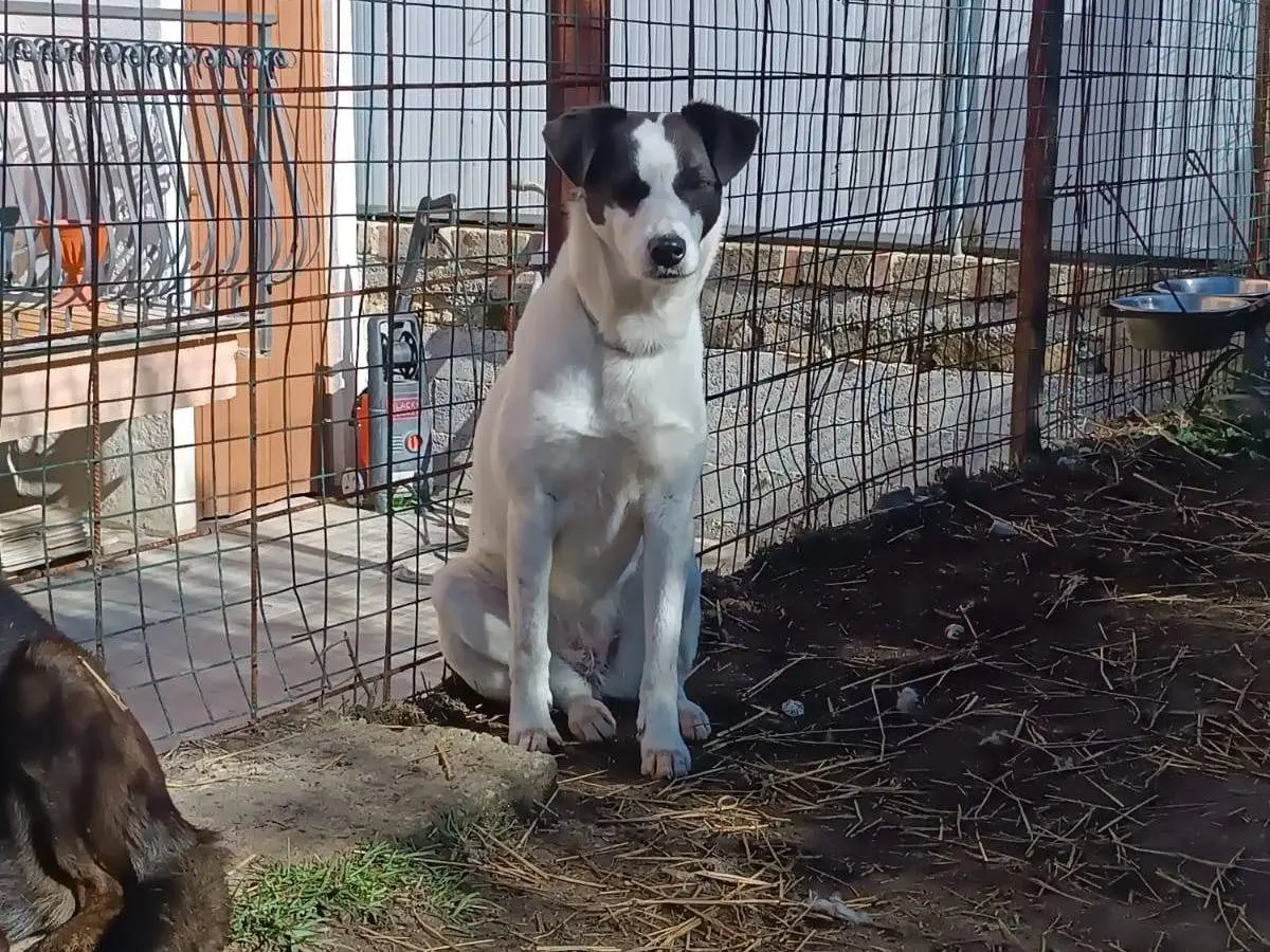 Adotta il cane Connie a Latina