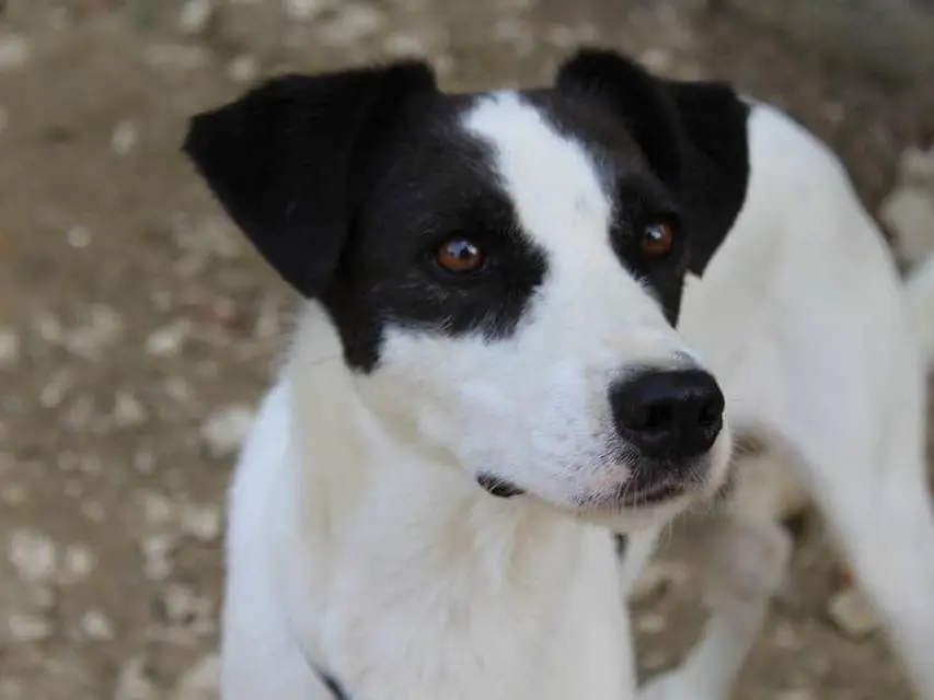Adozione cane, femmina, Razza sconosciuta Razza sconosciuta, 7 anni e 9 mesi, taglia media contenuta, Latina