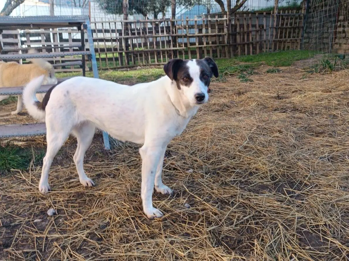 Adotta un cane, taglia media contenuta, femmina, Latina