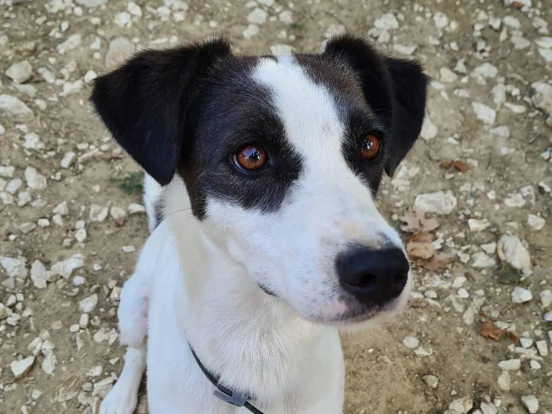 Adotta un cane, femmina, 7 anni e 9 mesi, Latina