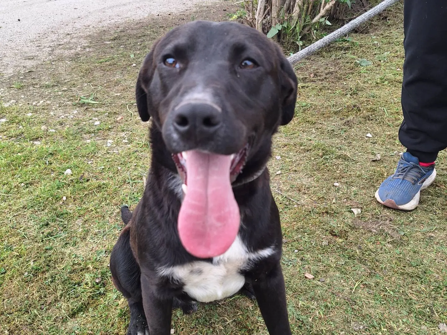 Adotta un cane, taglia media contenuta, maschio, Napoli