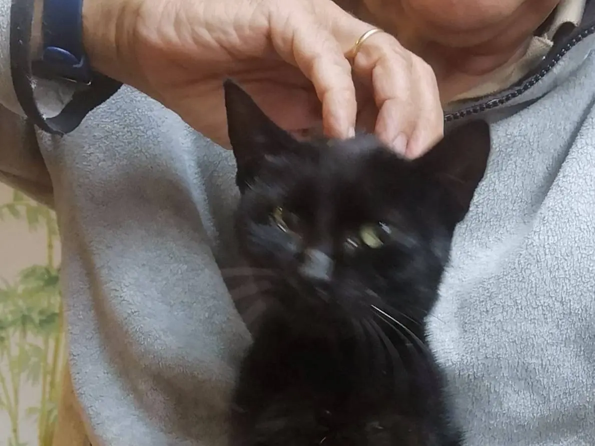Adotta un gatto, femmina, 4 anni e 6 mesi, Torino