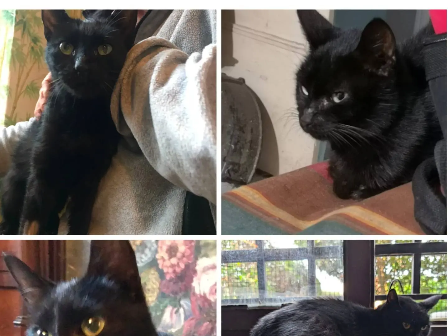 Adozione gatto, femmina, Razza sconosciuta Razza sconosciuta, 4 anni e 6 mesi, taglia non valida, Torino