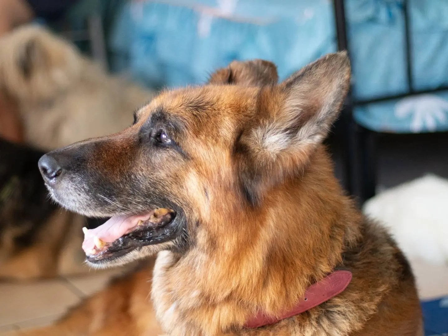 Adotta un cane, maschio, 8 anni e 3 mesi, Caserta