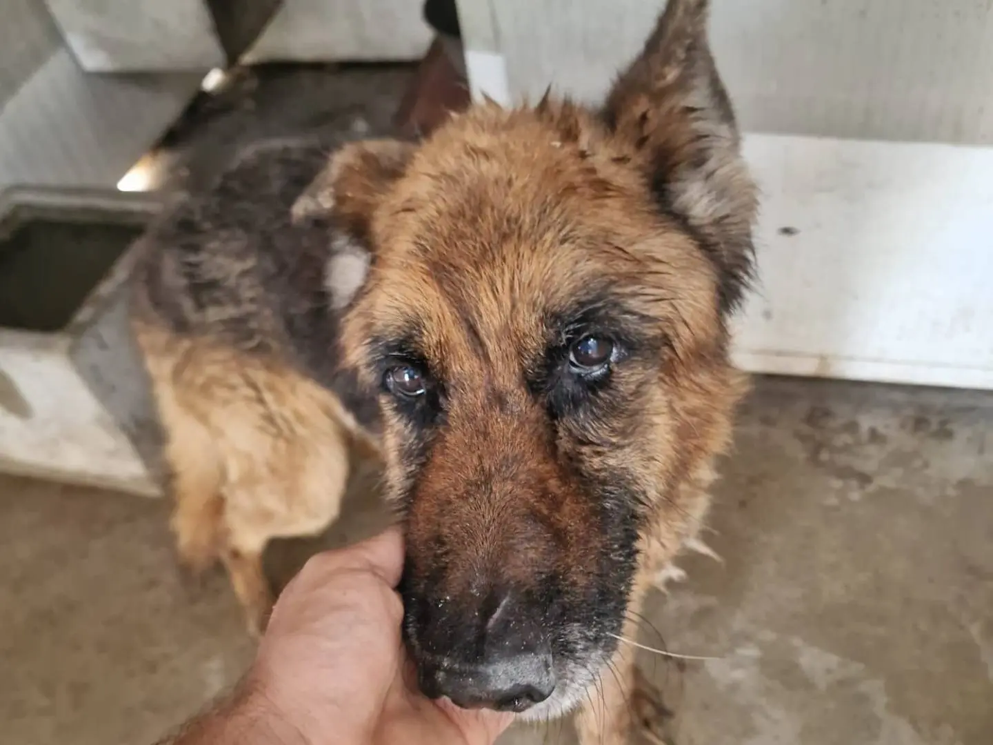 Adotta il cane Argo a Caserta