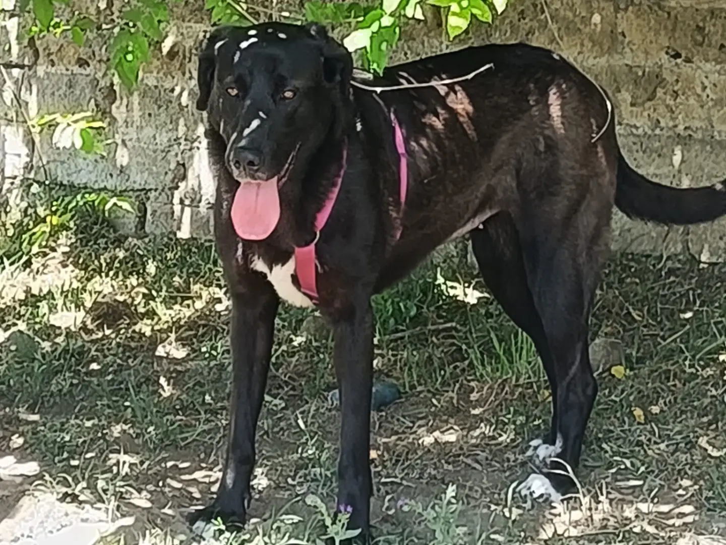 Adotta un cane, femmina, 1 anno e 7 mesi, Napoli