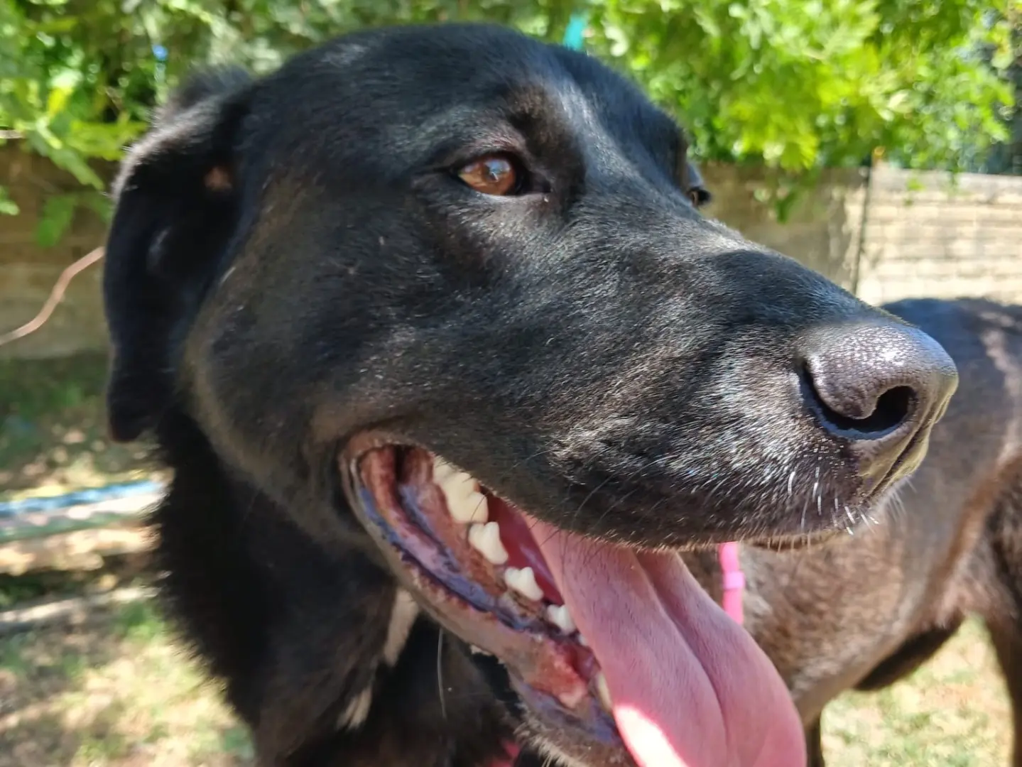 Adozione cane, femmina, Razza sconosciuta Razza sconosciuta, 1 anno e 7 mesi, taglia media, Napoli