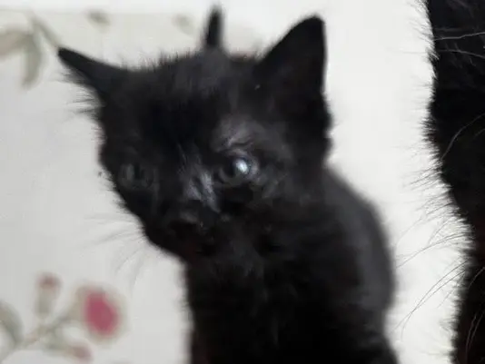 Adozione gatto, maschio, Razza sconosciuta Razza sconosciuta, 2 mesi, taglia non valida, Torino