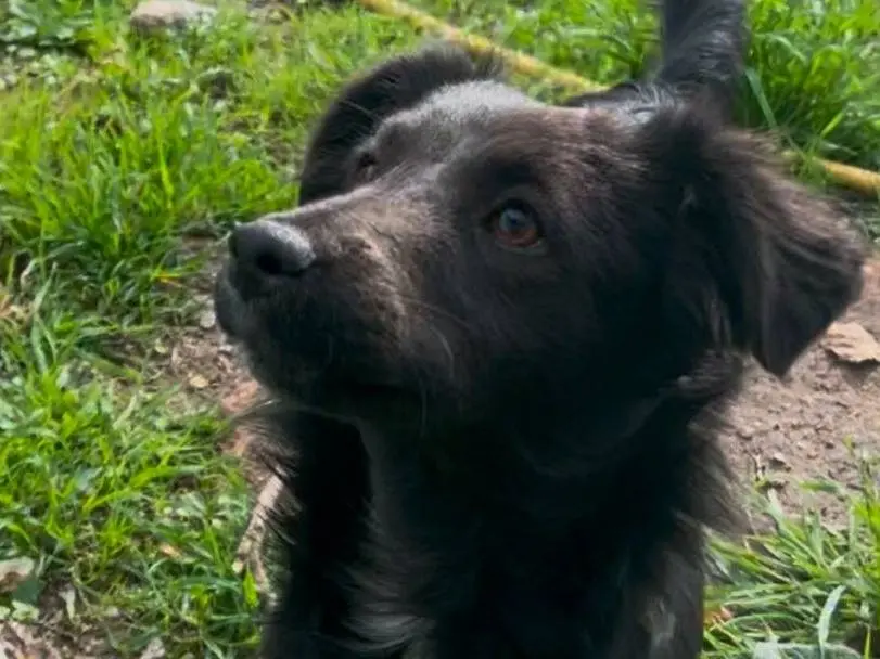 Adozione cane, femmina, Razza sconosciuta Razza sconosciuta, 2 anni e 2 mesi, taglia media, Crotone