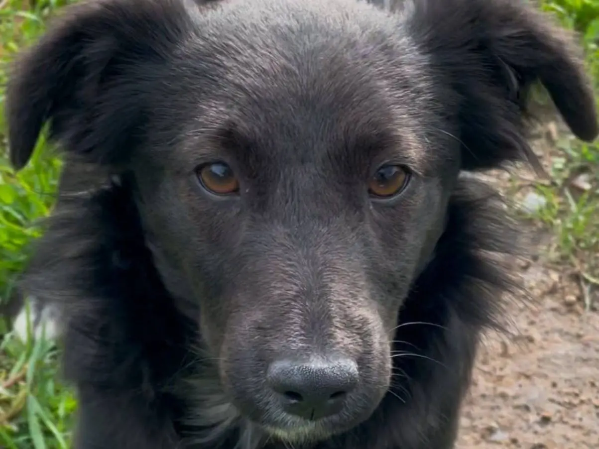 Adotta un cane, femmina, 2 anni e 2 mesi, Crotone