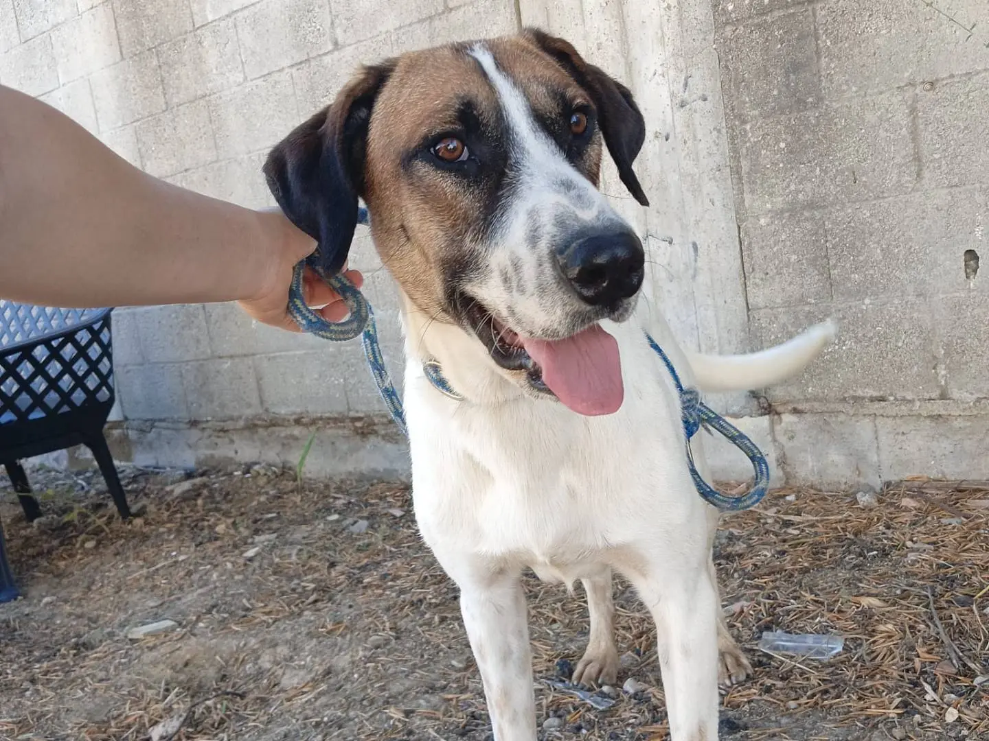 Adotta un cane, taglia media, maschio, Crotone