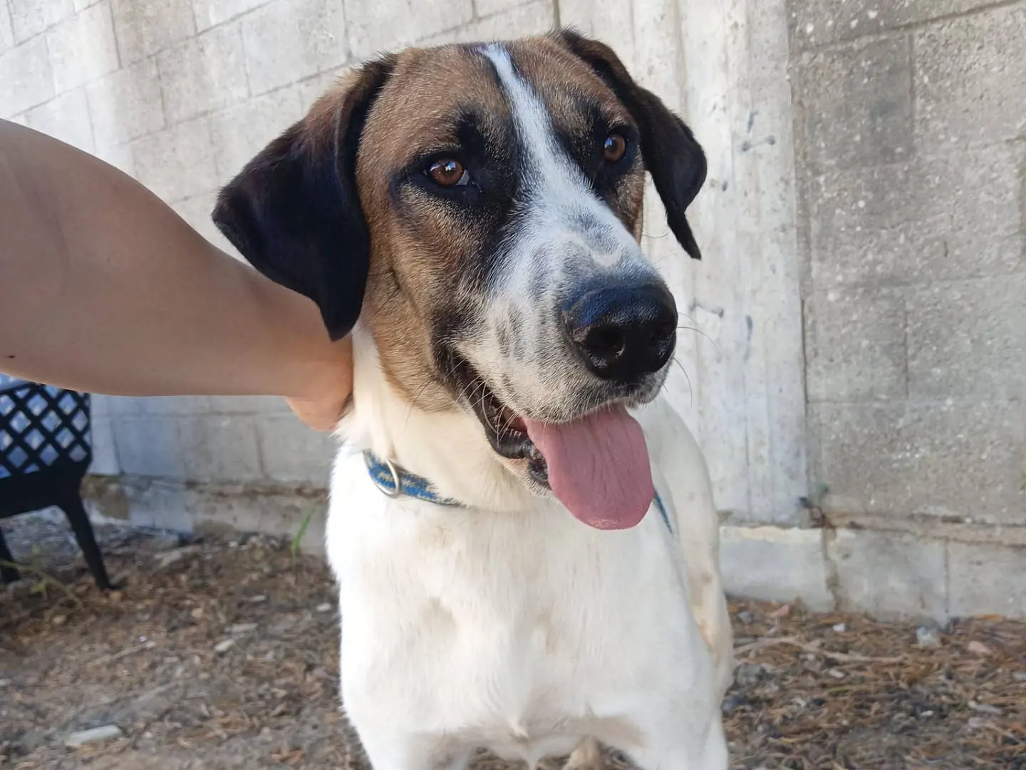 Adozione cane, maschio, Razza sconosciuta Razza sconosciuta, 1 anno e 5 mesi, taglia media, Crotone