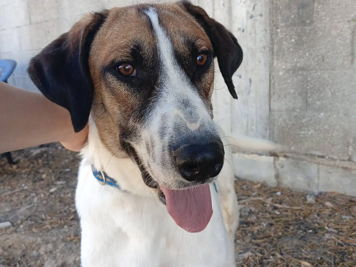 Adotta un cane, maschio, 1 anno e 5 mesi, Crotone