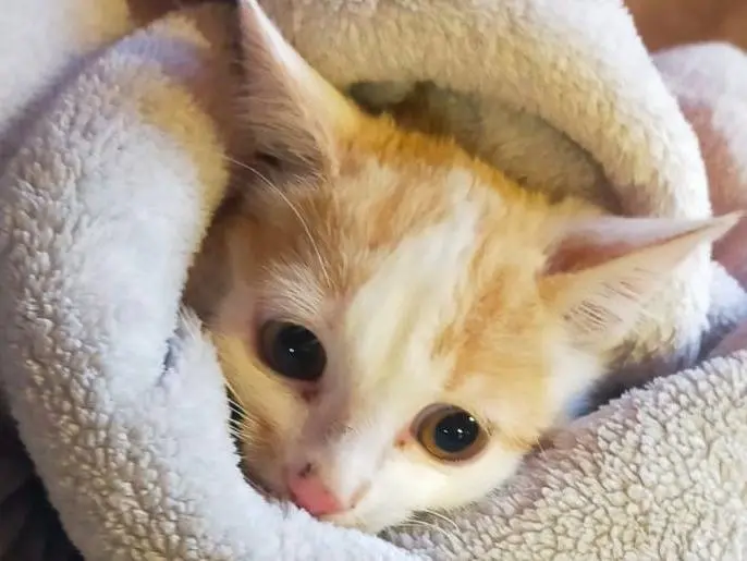 Adozione gatto, maschio, Razza sconosciuta Razza sconosciuta, 2 mesi, taglia non valida, Parma