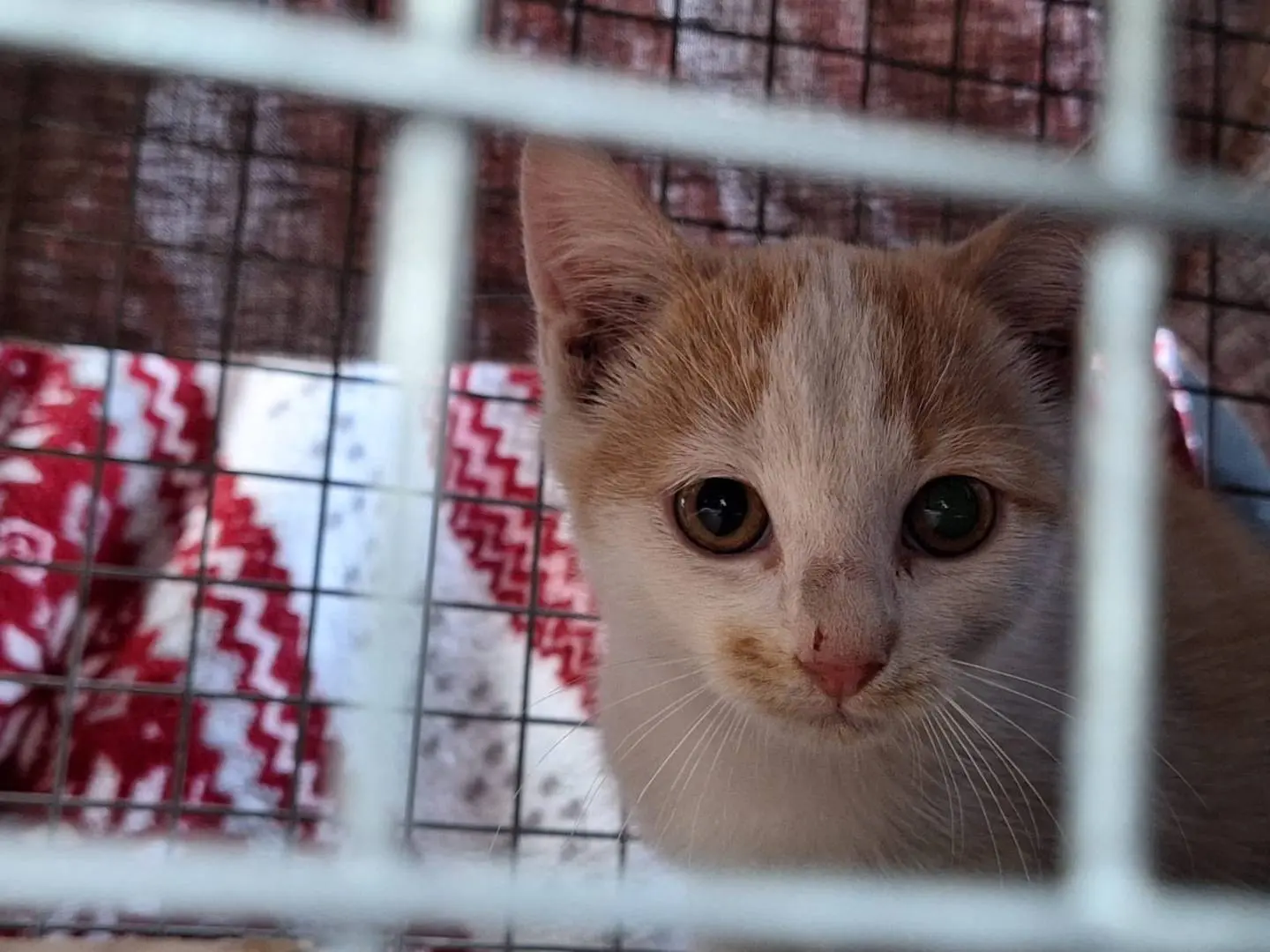 Adotta un gatto, maschio, 2 mesi, Parma
