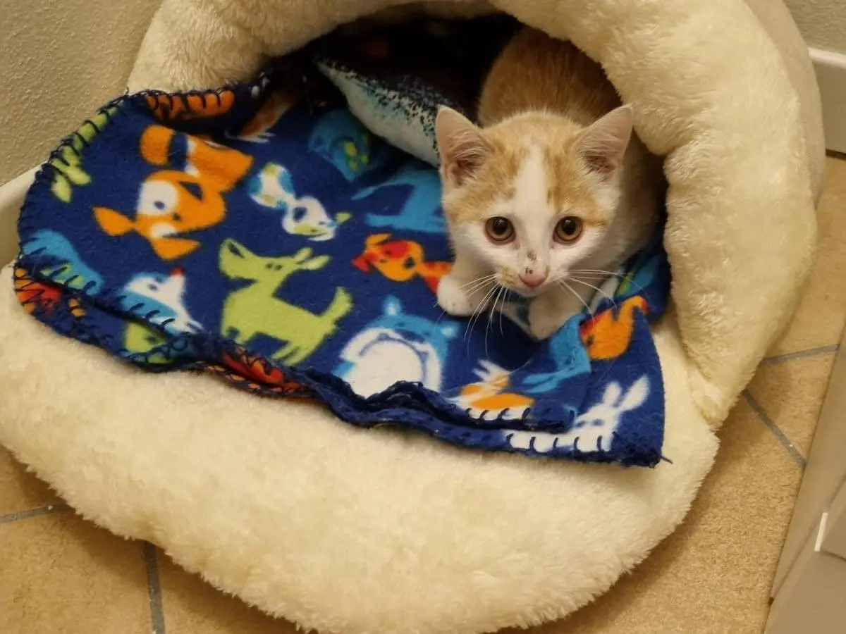 Vuoi adottare un gatto a Parma?