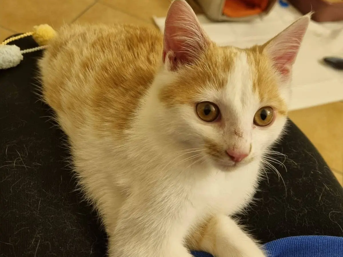 Adotta un gatto, taglia non valida, maschio, Parma