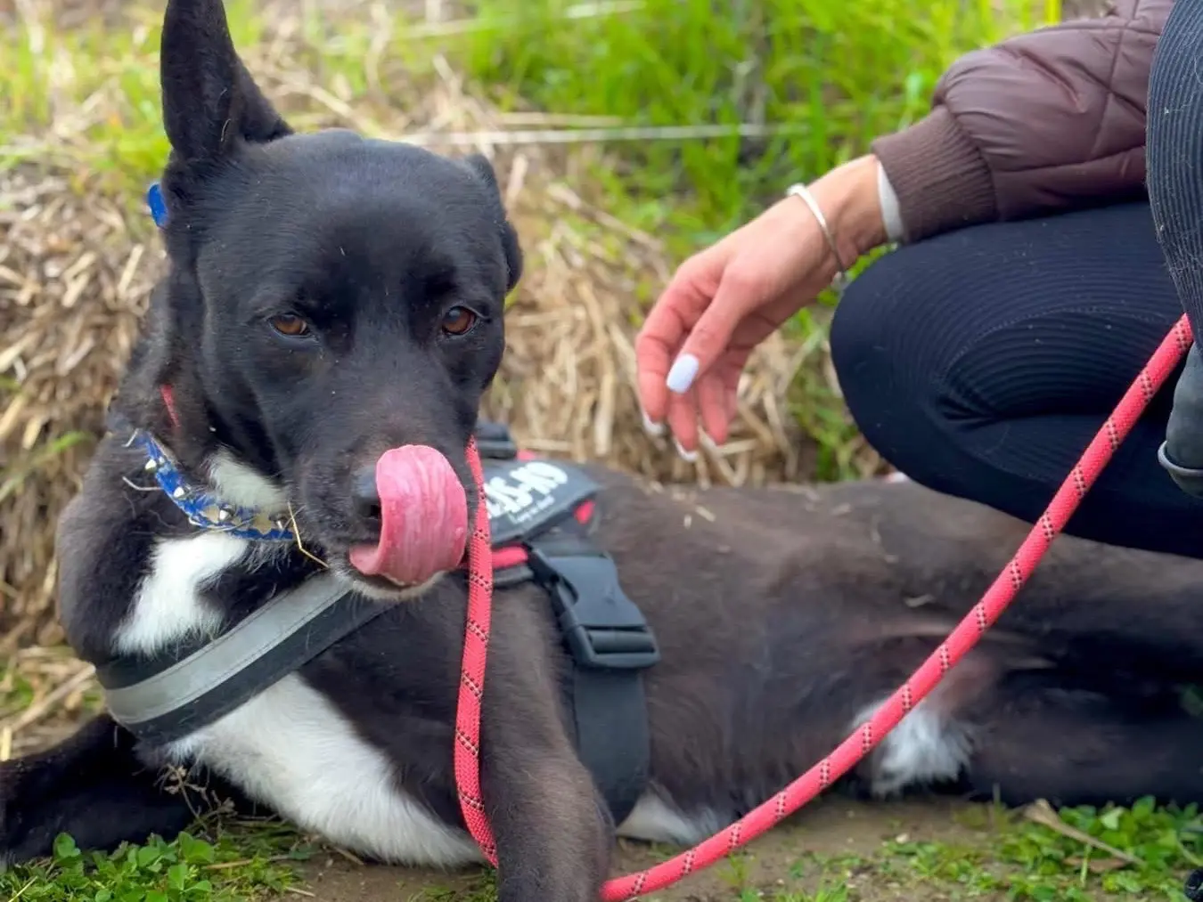 Vuoi adottare un cane a Napoli?