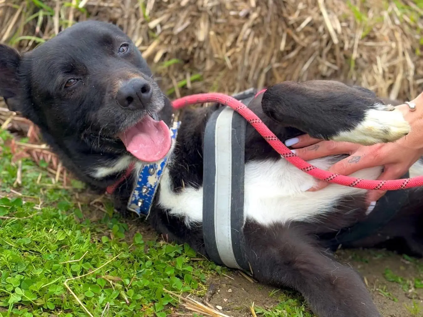 Adotta un cane, taglia media, maschio, Napoli