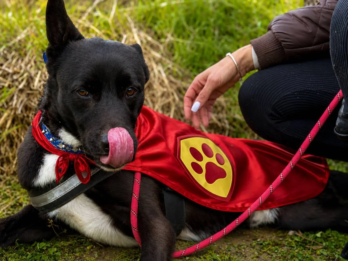Adozione cane, maschio, Razza sconosciuta Razza sconosciuta, 9 anni e 8 mesi, taglia media, Napoli