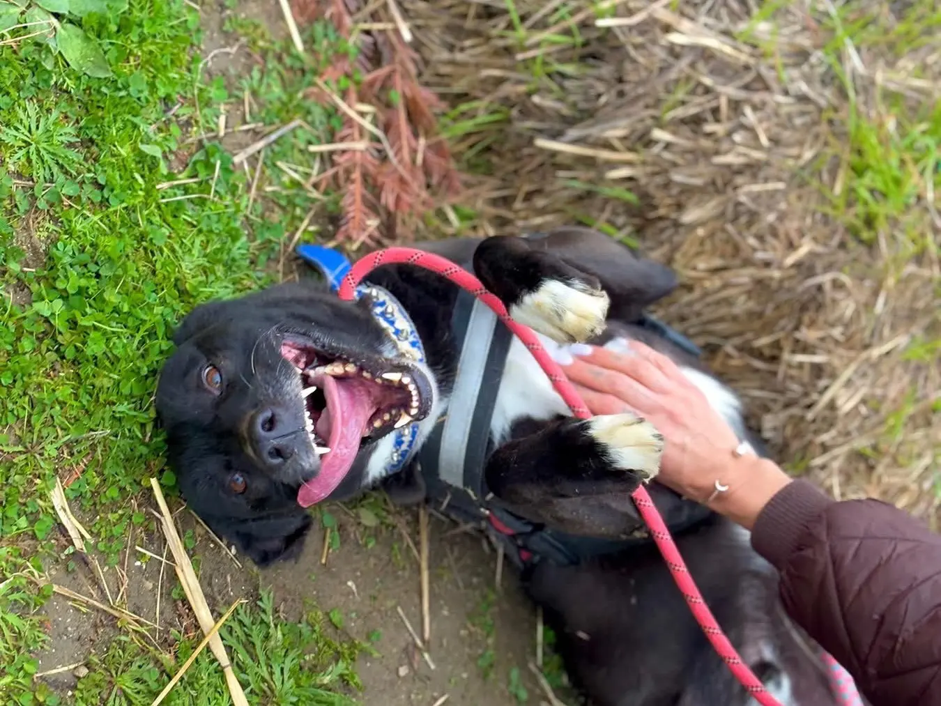 Adotta un cane, maschio, 9 anni e 8 mesi, Napoli
