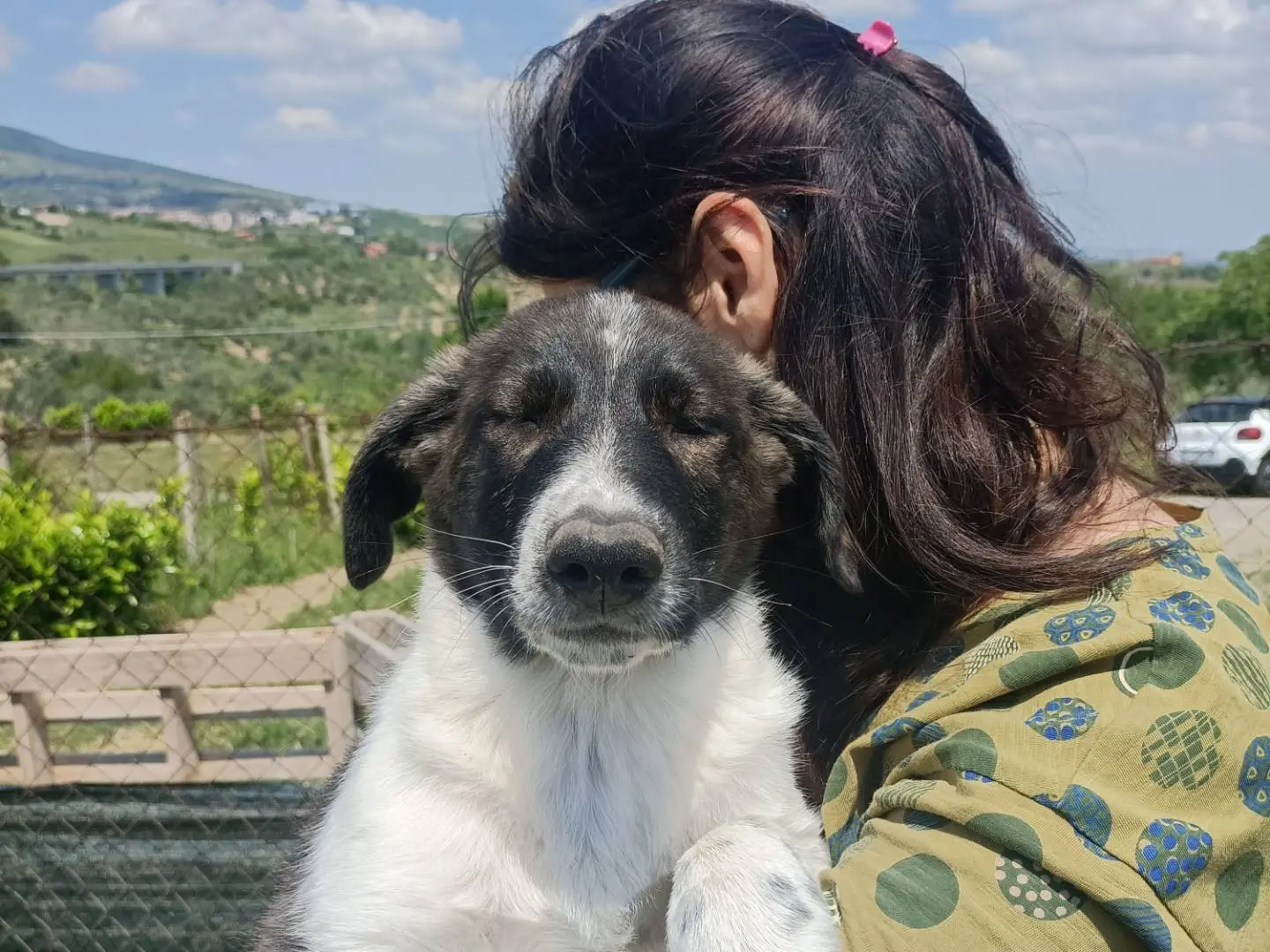 Vuoi adottare un cane a Potenza?