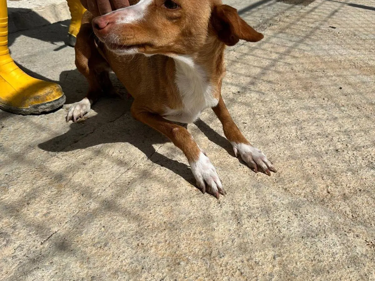 Adotta un cane, taglia piccola, femmina, Agrigento