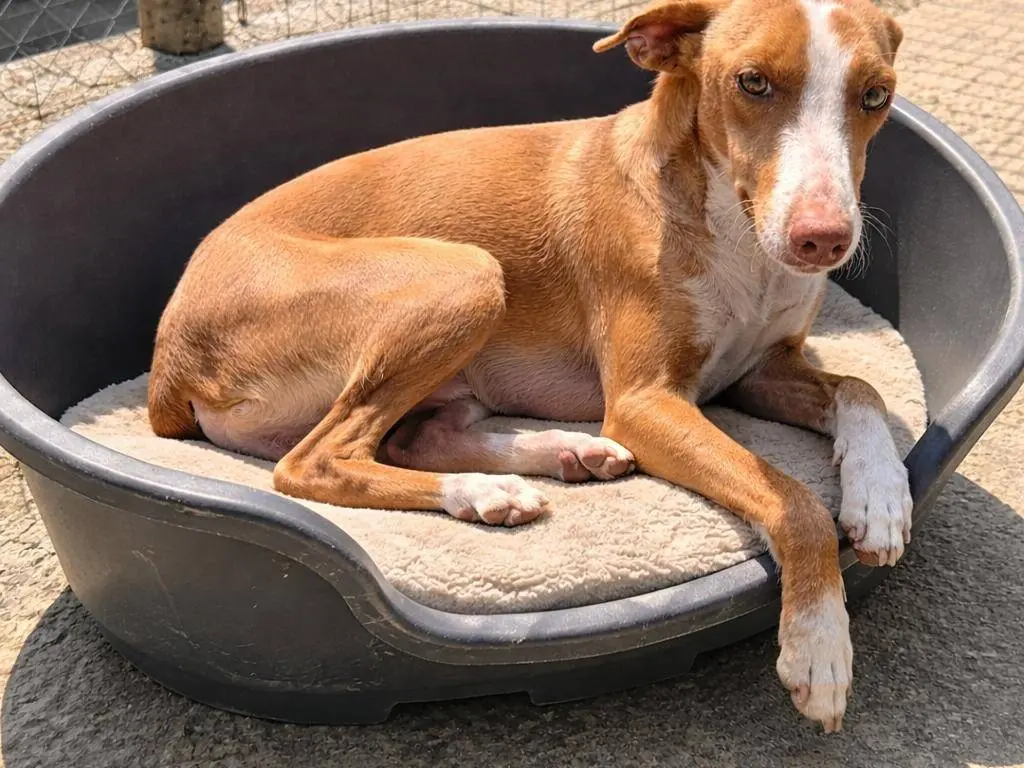 Adotta un cane, femmina, 2 anni e 5 mesi, Agrigento