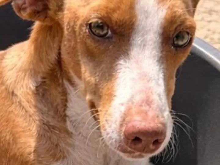 Adozione cane, femmina, Razza sconosciuta Razza sconosciuta, 2 anni e 5 mesi, taglia piccola, Agrigento