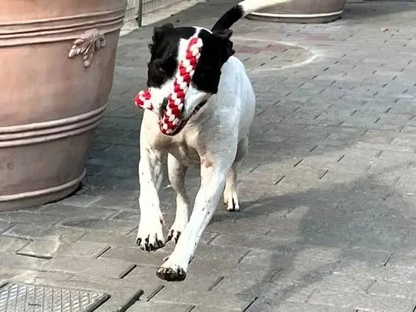 Adotta un cane, taglia media, maschio, Milano