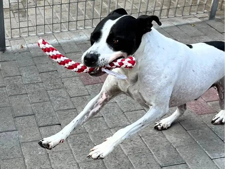 Vuoi adottare un cane a Milano?
