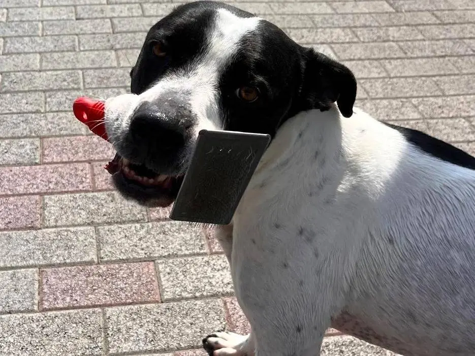 Adotta un cane, maschio, 5 anni e 9 mesi, Milano