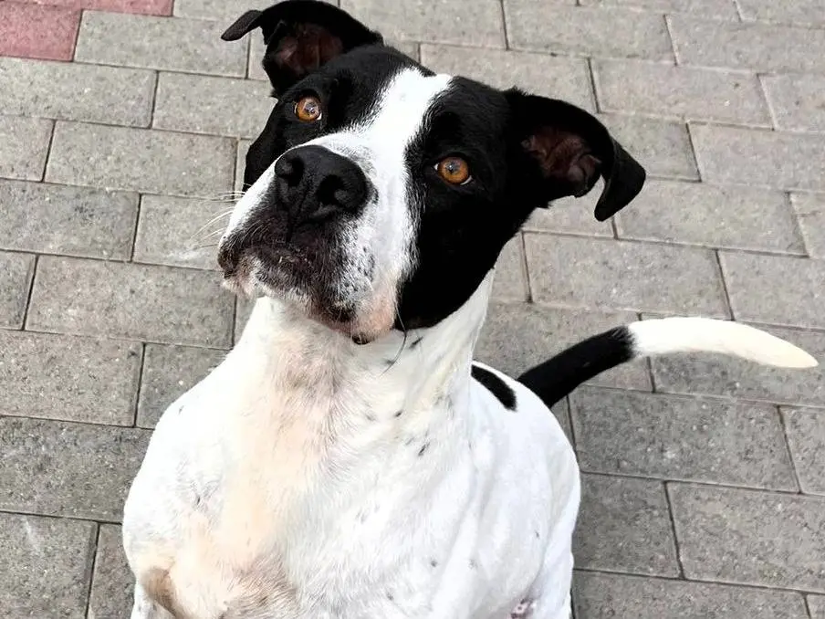 Adozione cane, maschio, Razza sconosciuta Razza sconosciuta, 5 anni e 9 mesi, taglia media, Milano