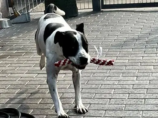 Adotta il cane BLACK a Milano