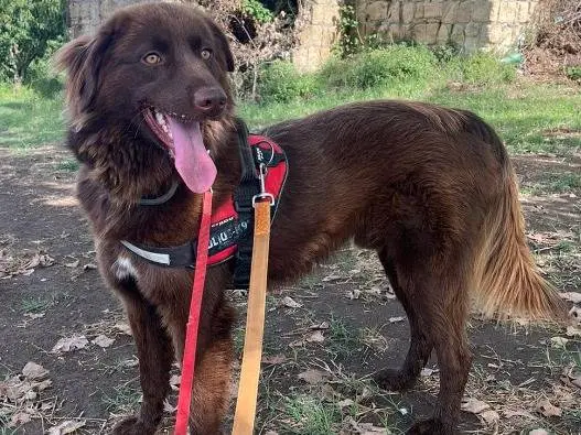 Adotta un cane, taglia media contenuta, maschio, Napoli